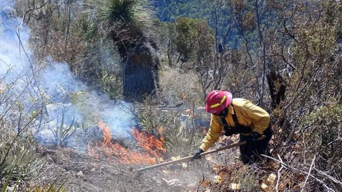 El incendio forestal