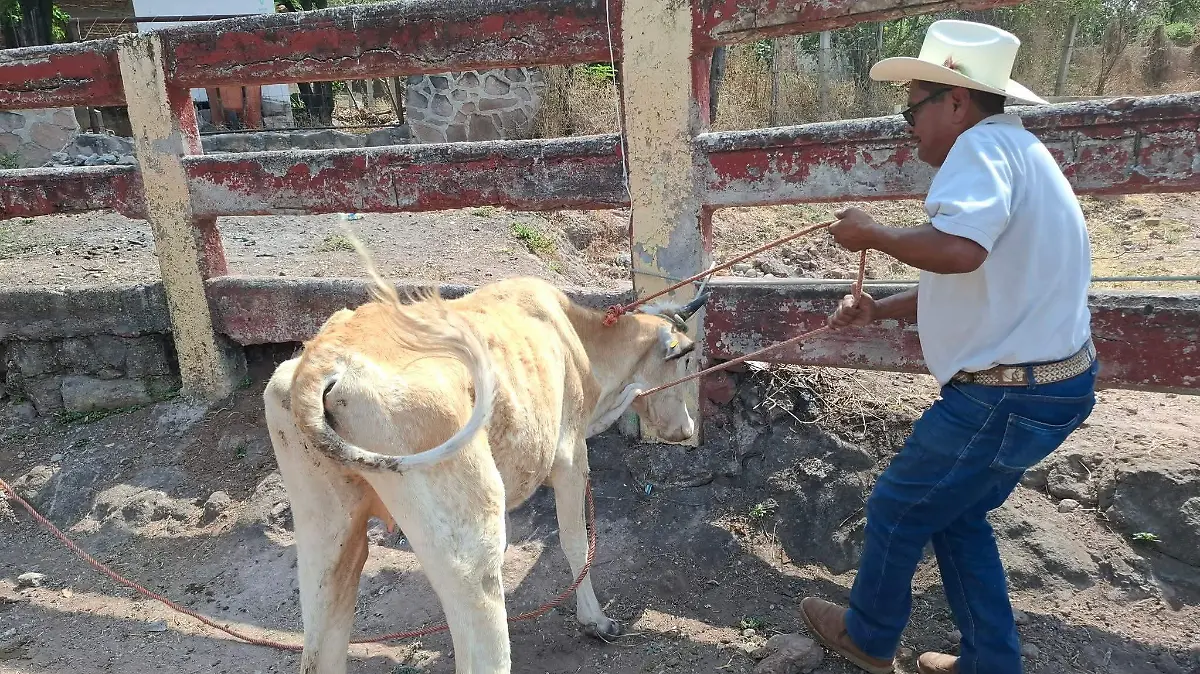 Sin apoyos federales, ganaderos del norte de Veracruz temen que la producción colapse en mayo
