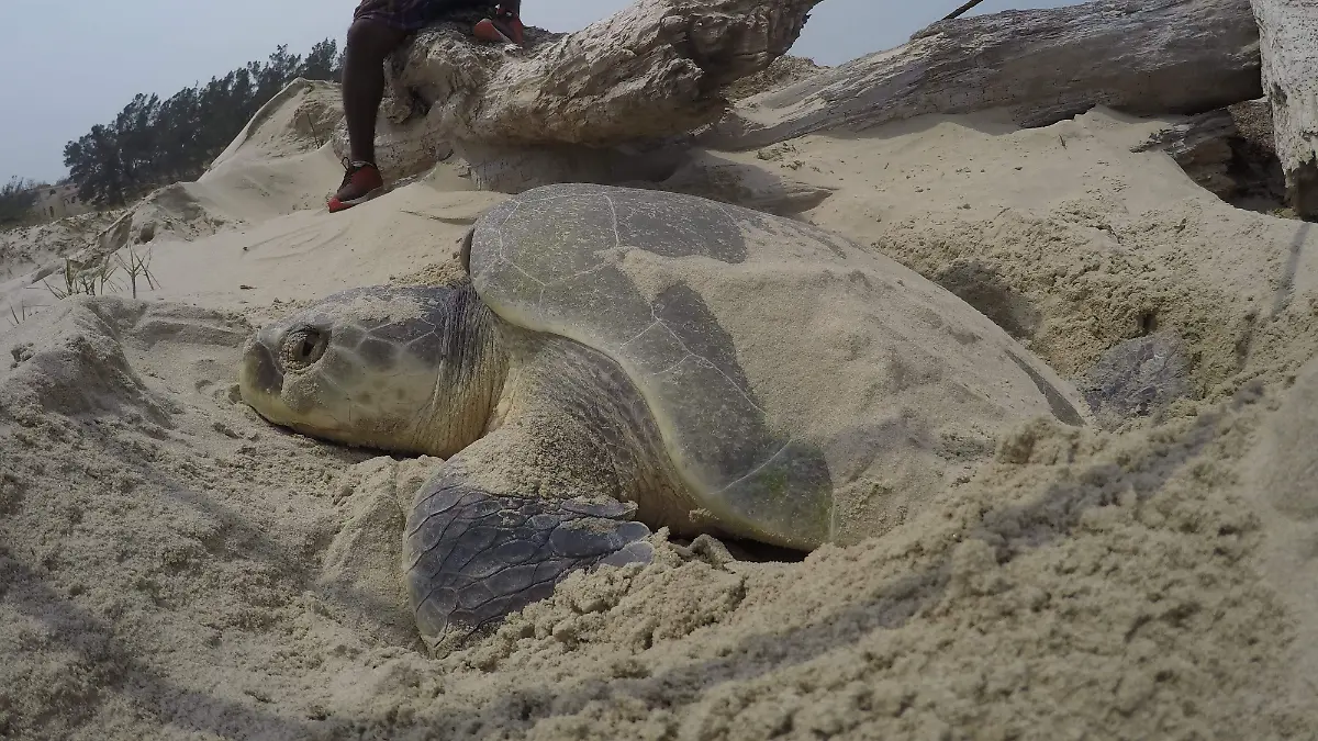 WhatsApp Image 2026-03-26 at 10.31.07 PM (1)