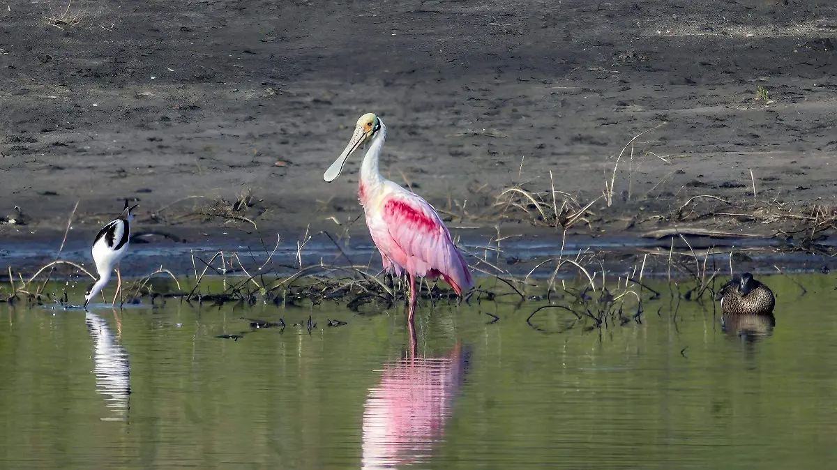 Garza paleta en Altamira, popular por su tonalidad rosa