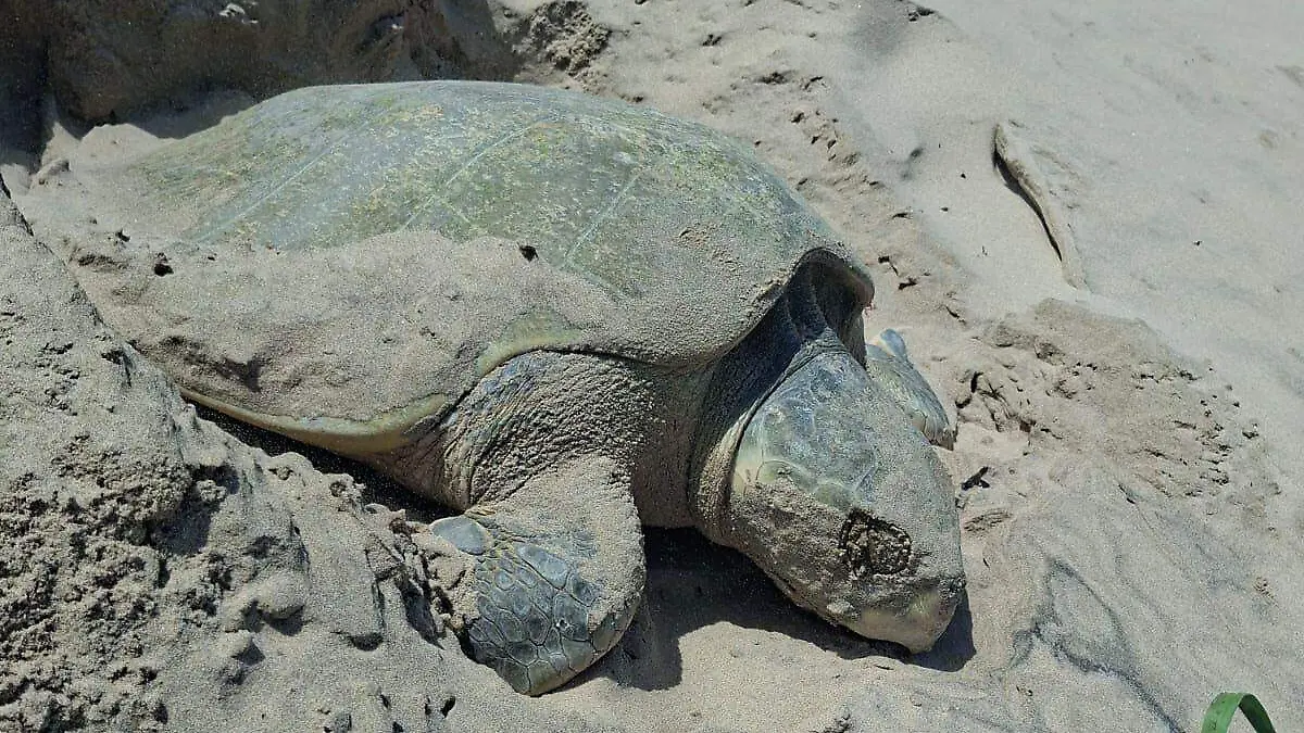 WhatsApp Image 2026-04-02 at 8.01.16 PM