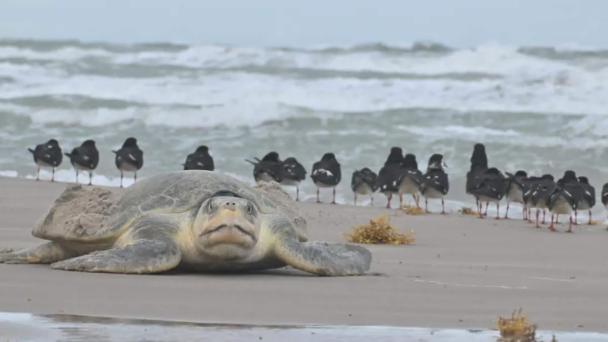 Más de 15 tortugas lora desafían el frente frío en Playa Miramar