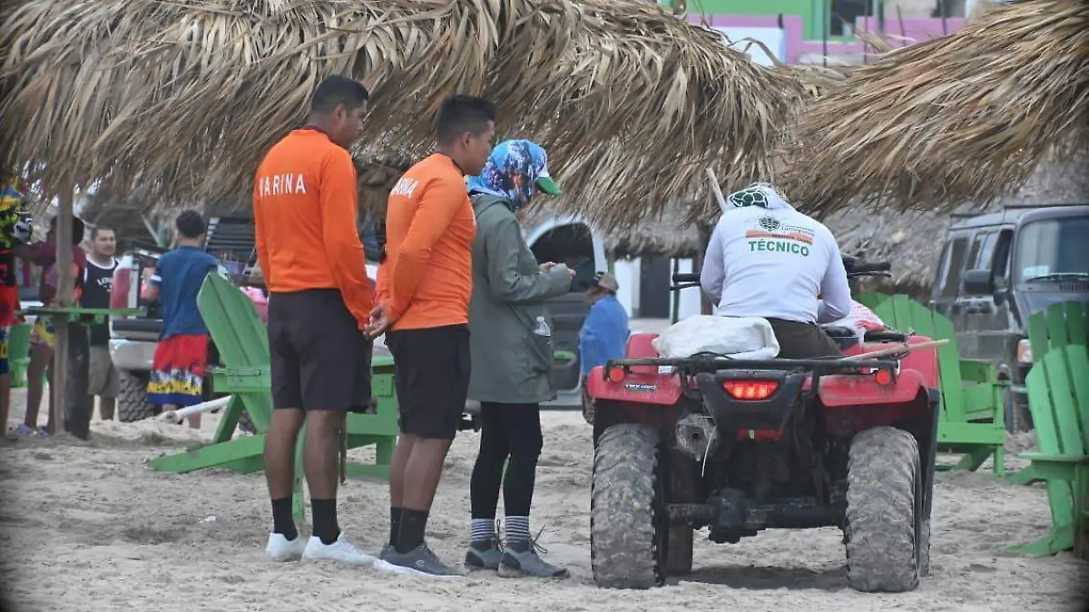 Semar y campo tortuguero protegen nidos tras arribo masivo en Playa Miramar