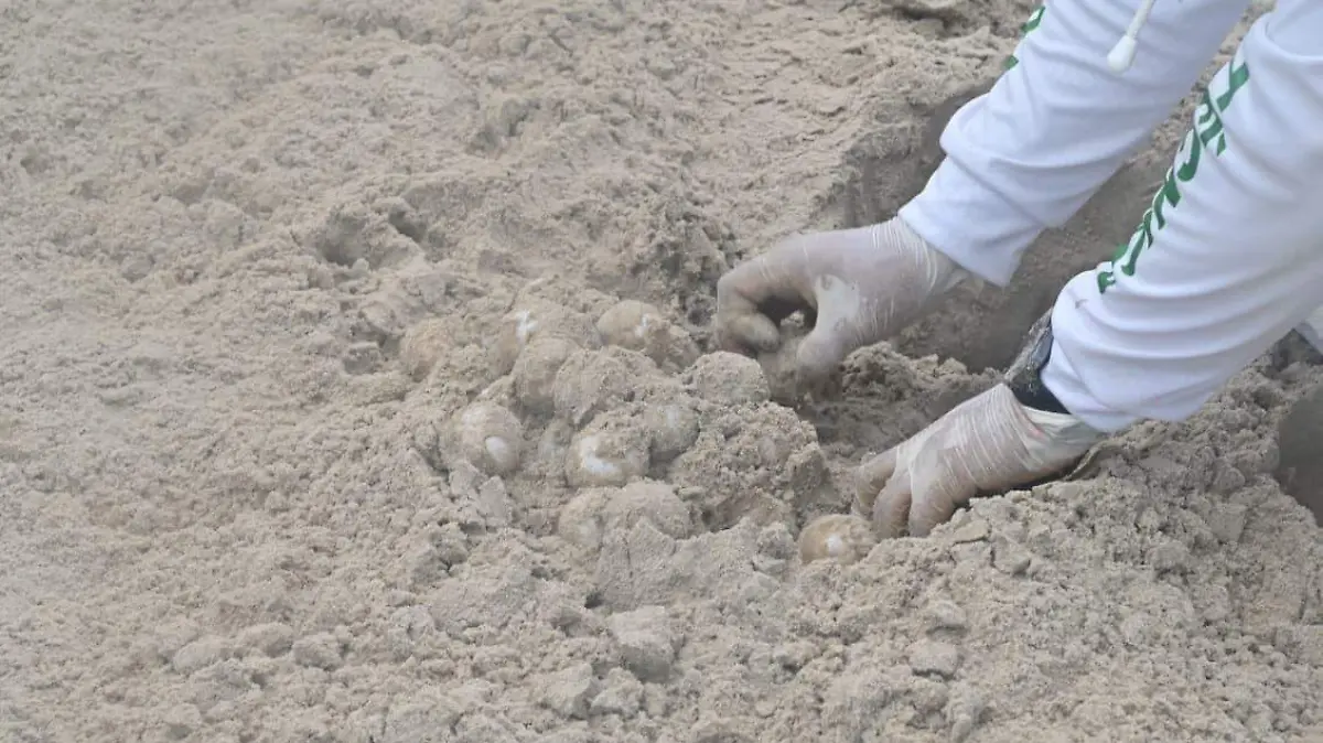 Impresionante desove masivo de tortuga lora este Domingo de Pascua en Miramar