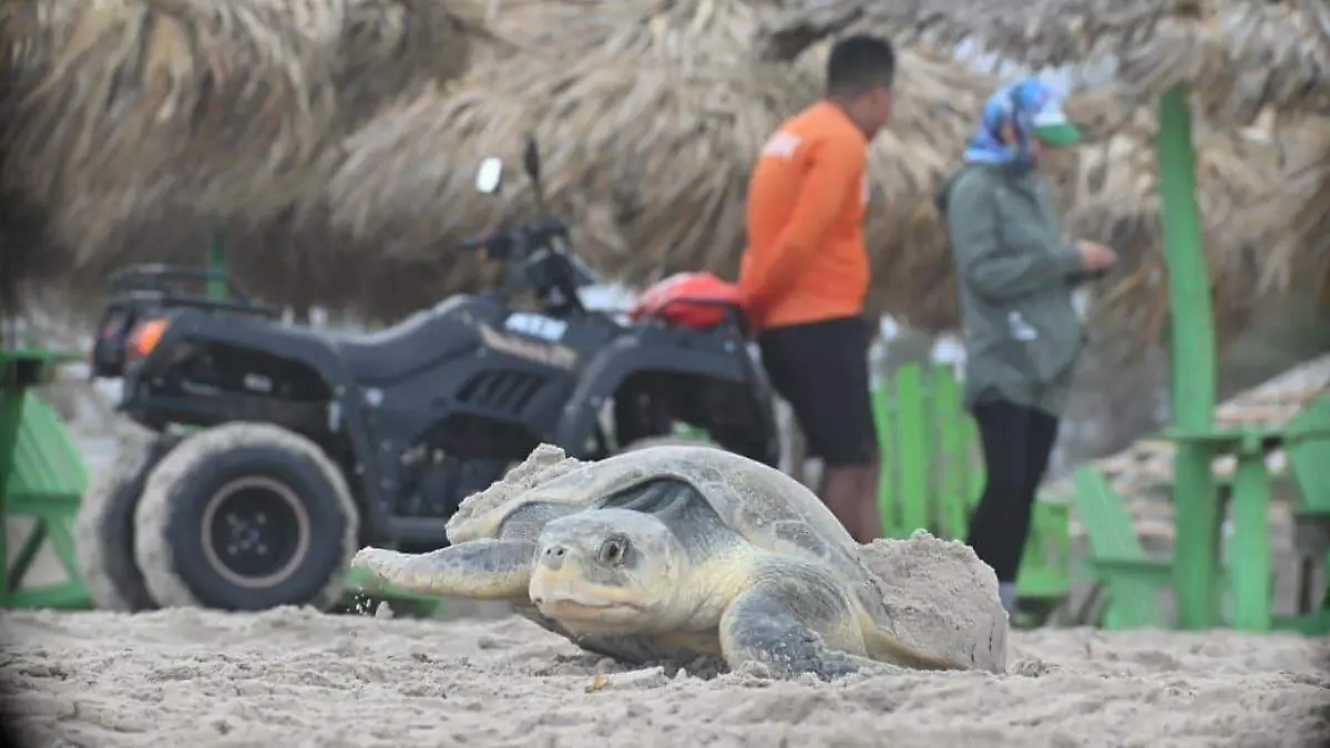 Suman alrededor de 50 tortugas lora en Playa Miramar este 2026