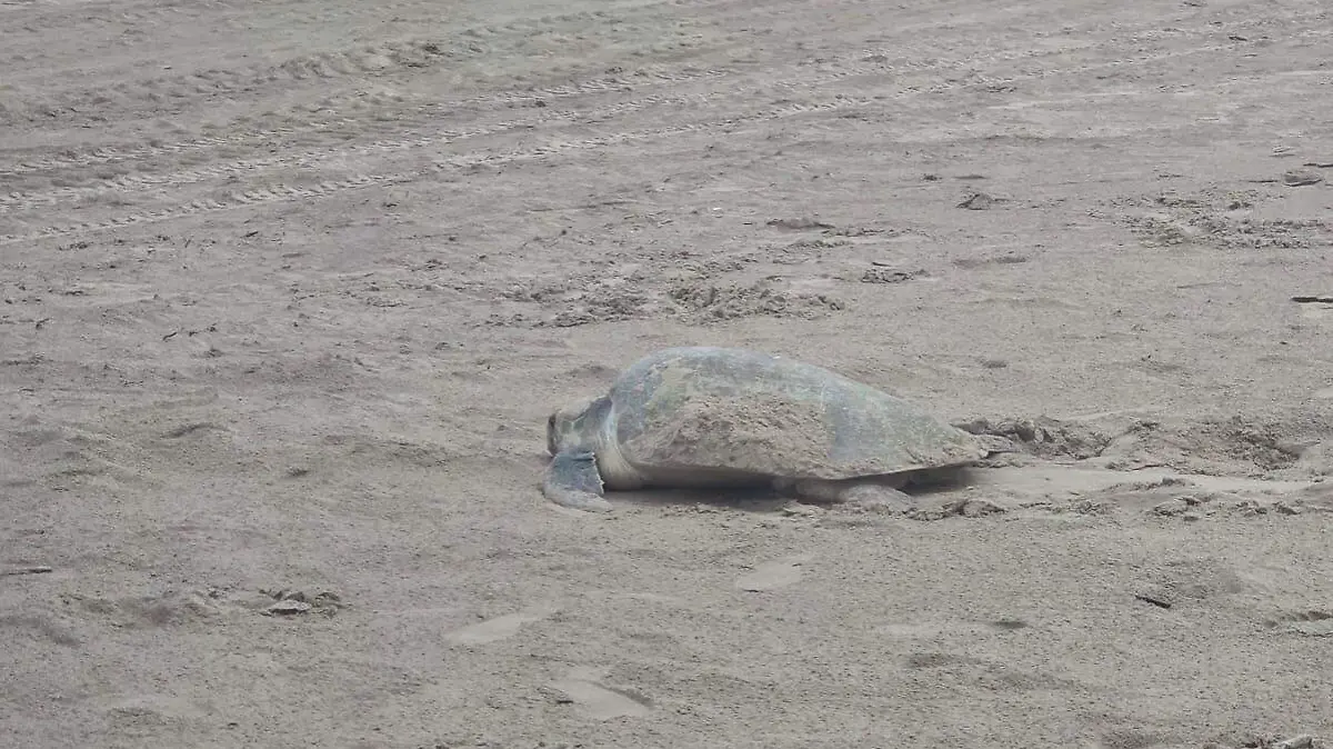 Se registró el arribo de 50 tortugas en Altamira, el primero masivo en que dejó a su paso la entrada del frente frío numero 43