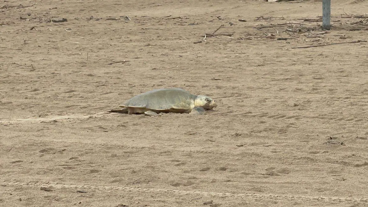 WhatsApp Image 2026-04-06 at 18.31.48