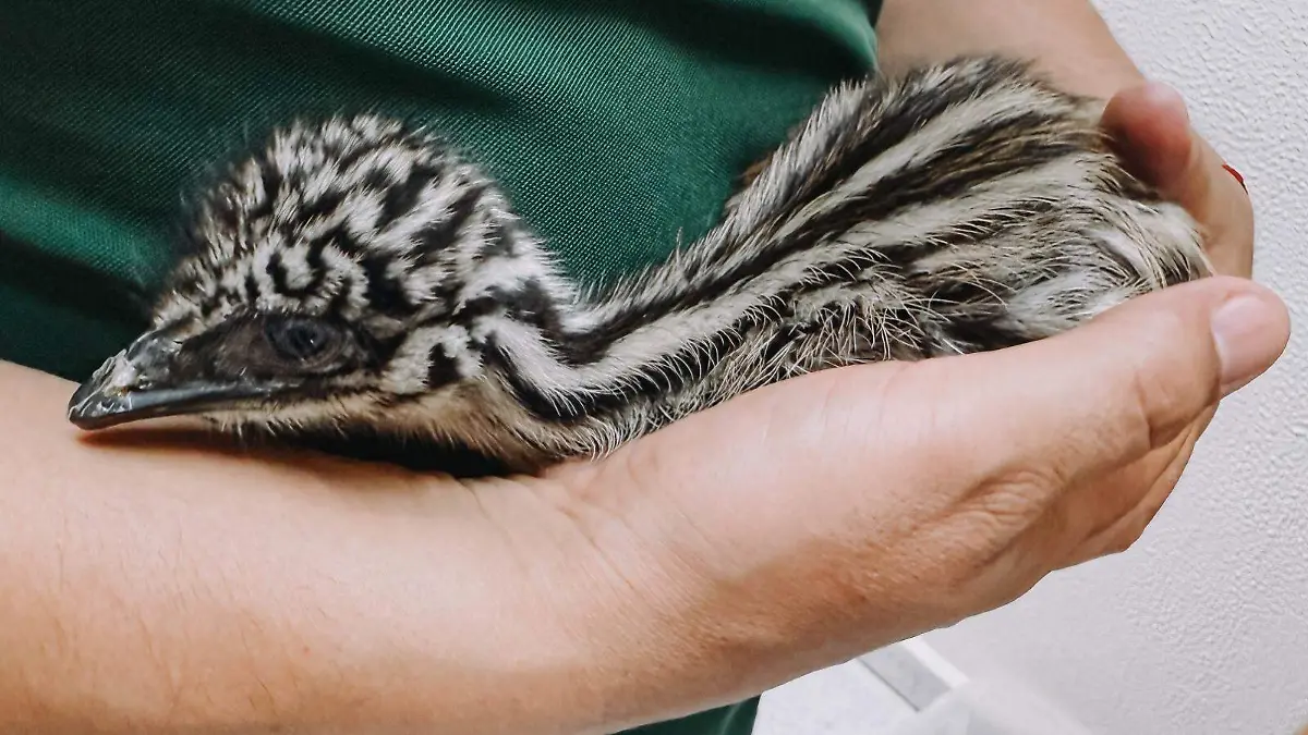 CPB-024-2026.-Nacen ejemplares de emú en el Zoológico Tamatán (4)