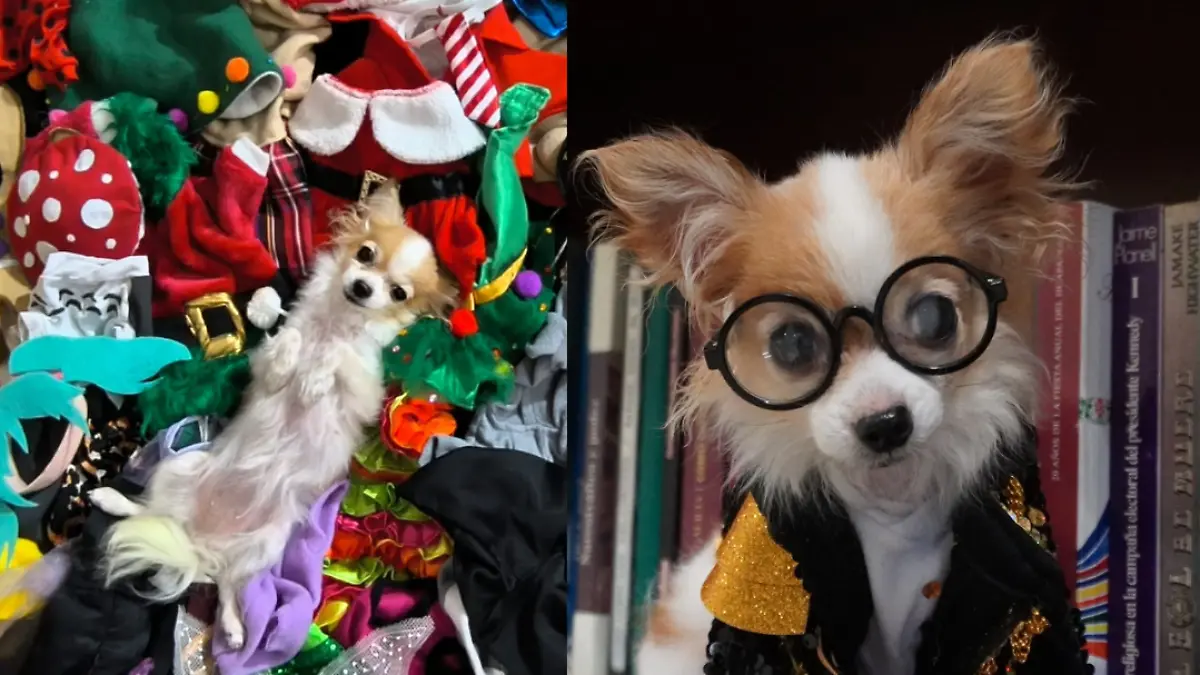 Sophie la Chihuahua ha participado en diferentes eventos de mascotas y cosplay