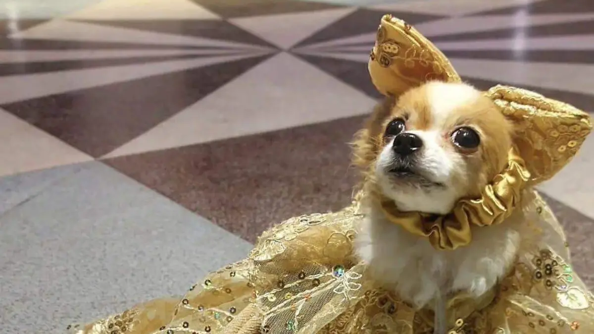 Sophie tiene amiguitos de Japón y se comunica con otros perritos influencers