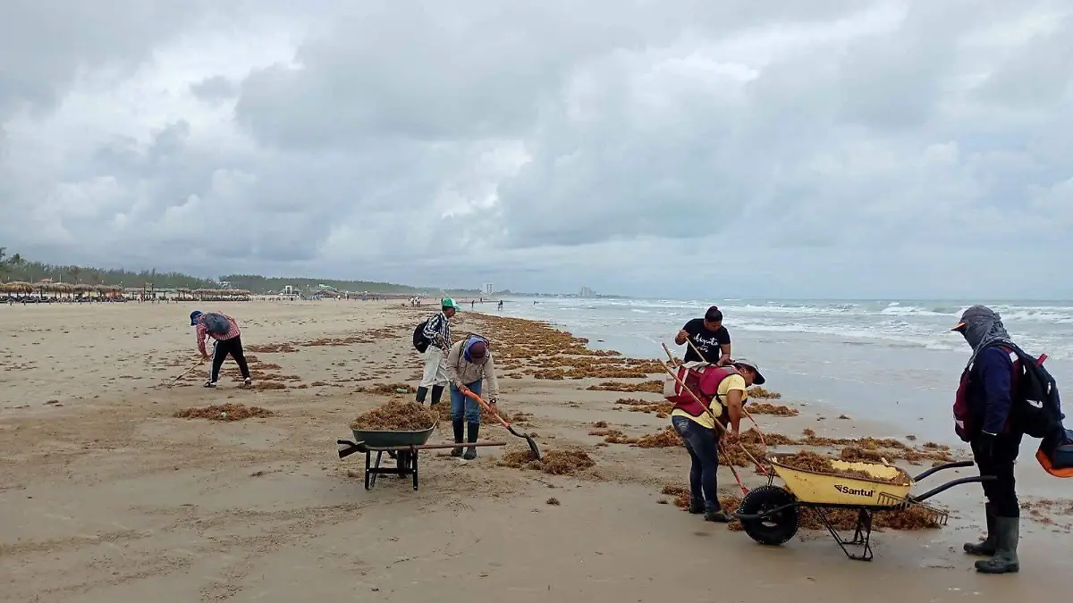 Limpieza de basura y sargazo en Playa Miramar