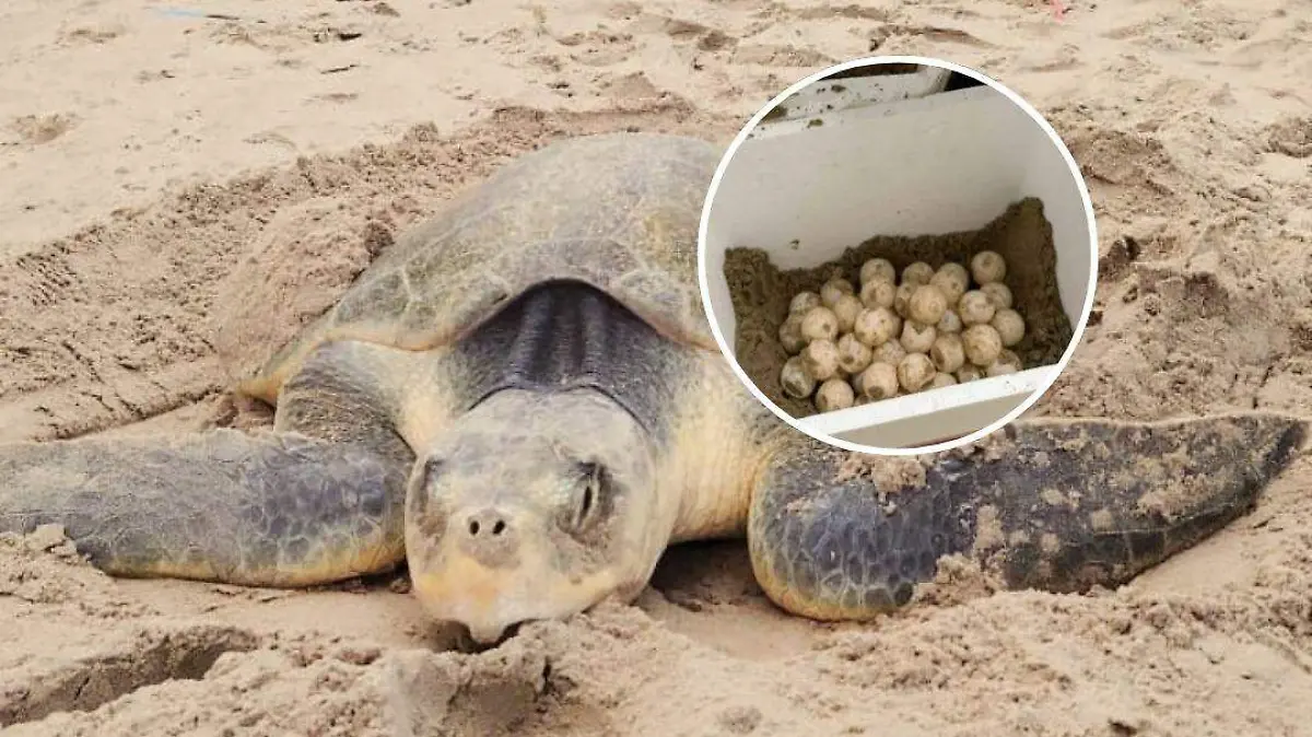 Copia de FOTOS DE TAMAÑO (6)