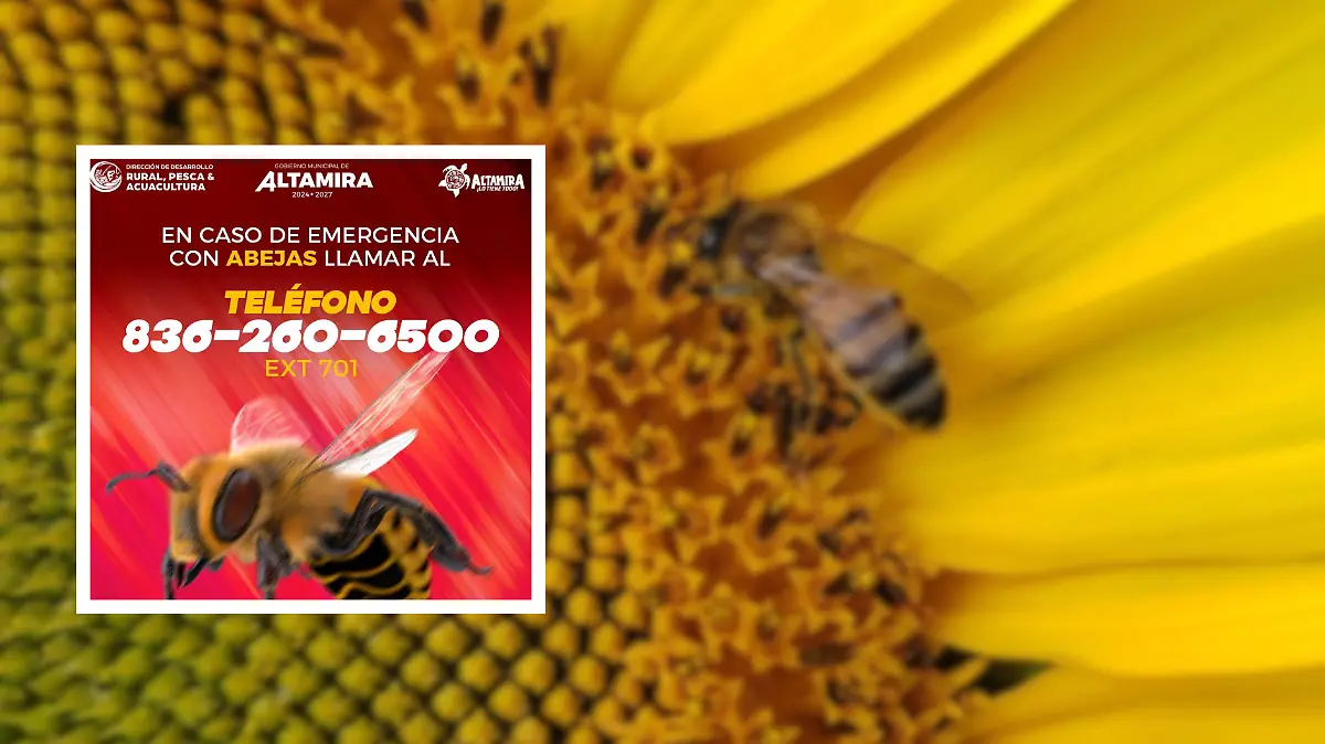 Esto es lo que puedes hacer si ves un enjambre de abejas en Altamira