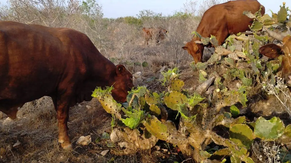 nopal 1