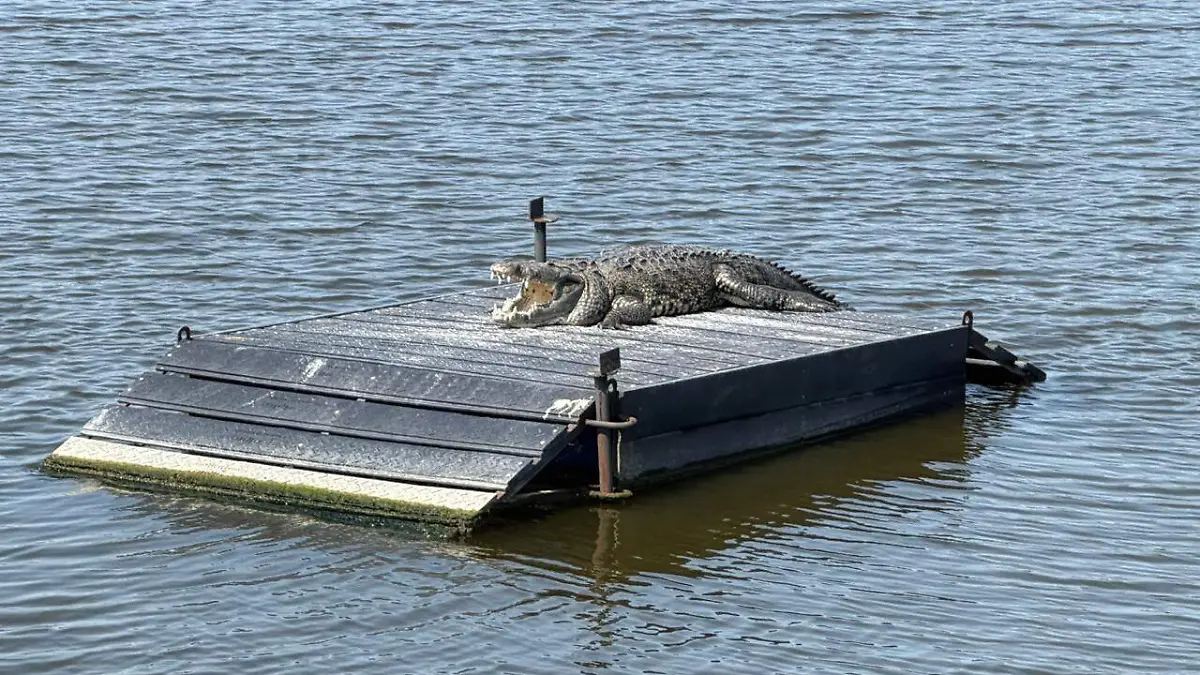 Altamira contará con uma para el manejo de los cocodrilos
