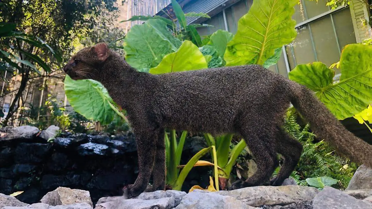 122705342_1413396712193021_1494970347716825930_n