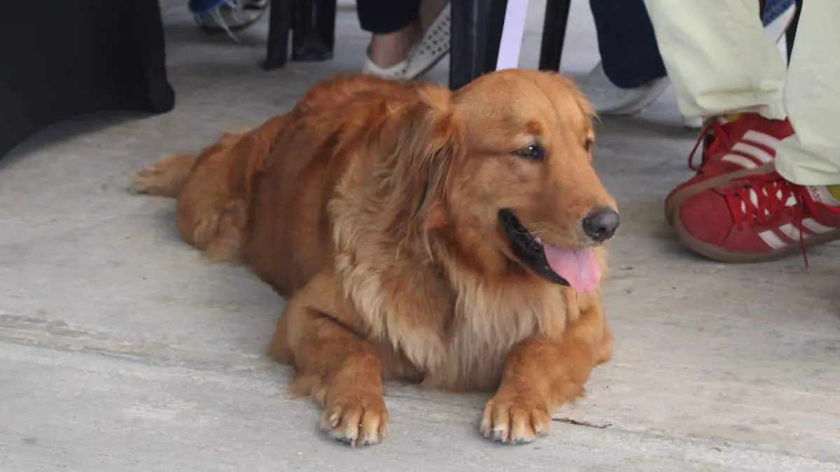 Los perros podrán recorrer dos kilómetros de la Laguna del Carpintero