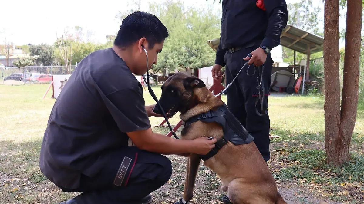 En la Guardia Estatal de Tamaulipas, hay 27 integrantes del K-9