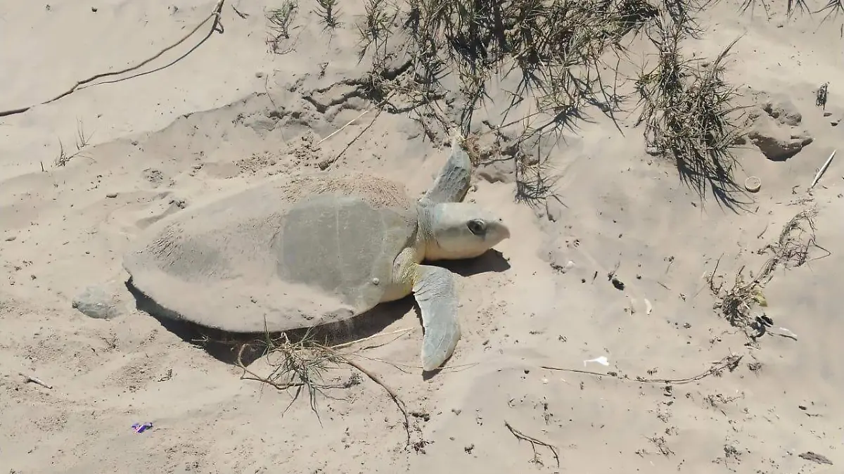 tortugas 2