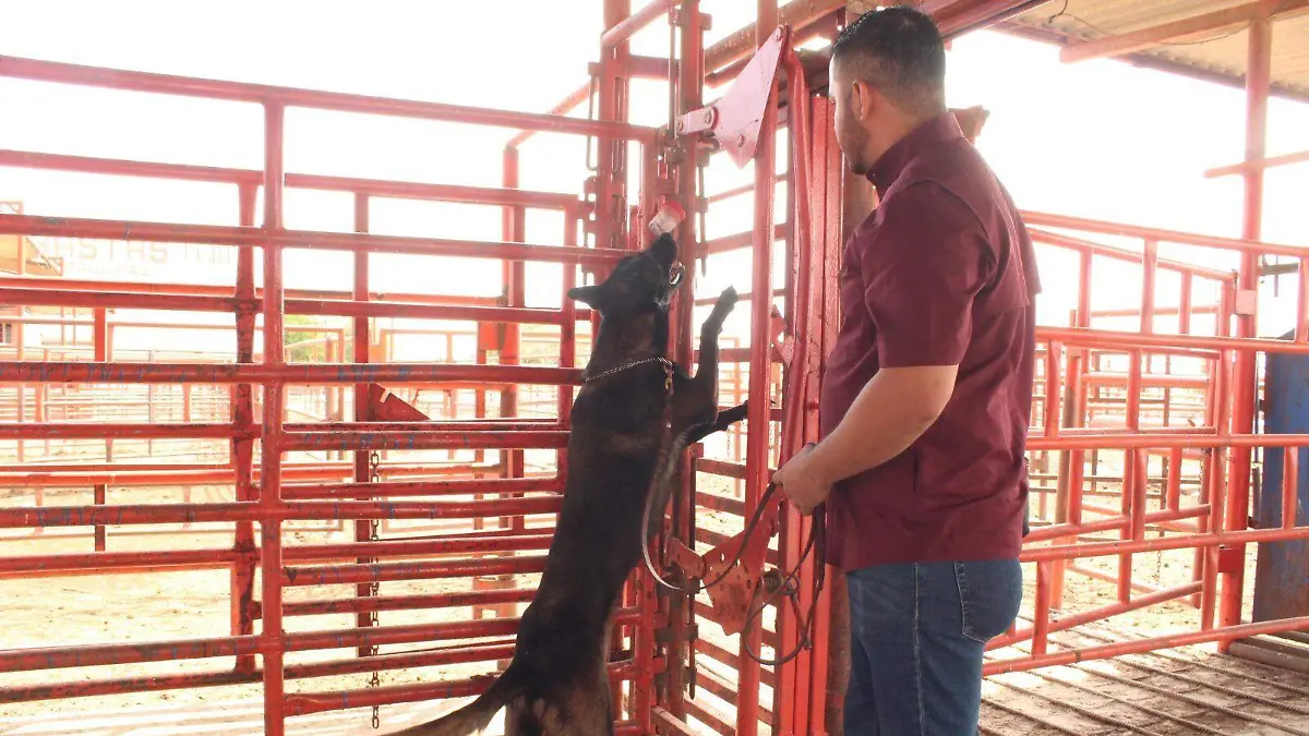 SRU-054-2026.-Avanza Tamaulipas en control del gusano barrenador con apoyo de binomios caninos (2)