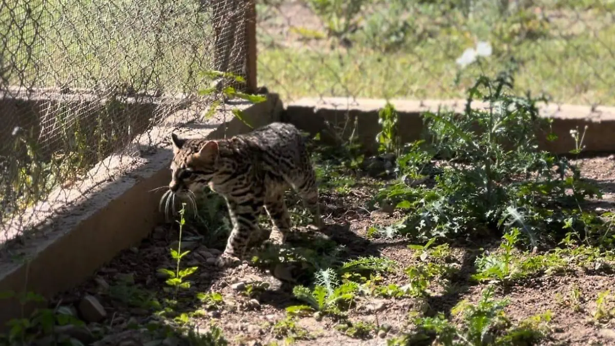 CPB-006-2024.-Resguarda Zoológico Tamatán a una osezna, un lince y un ocelote (1)