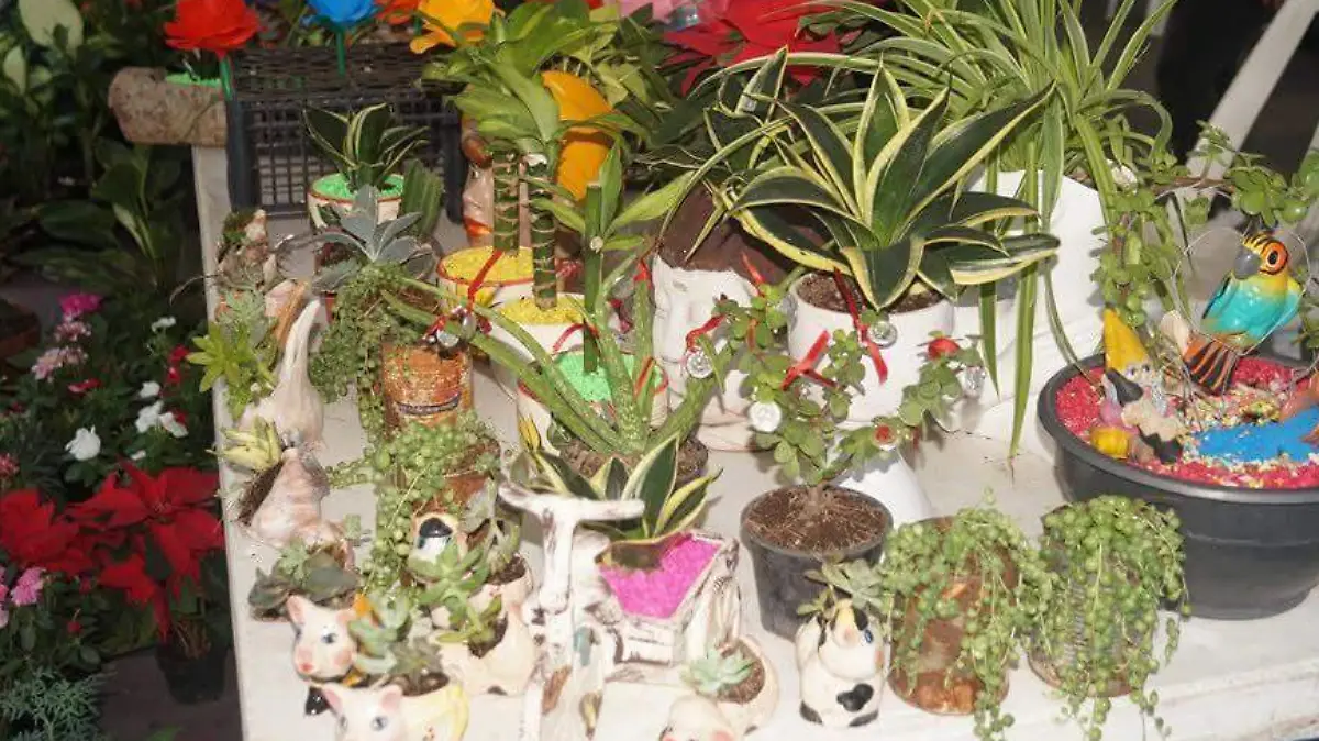 Tampico tendra feria de viveros