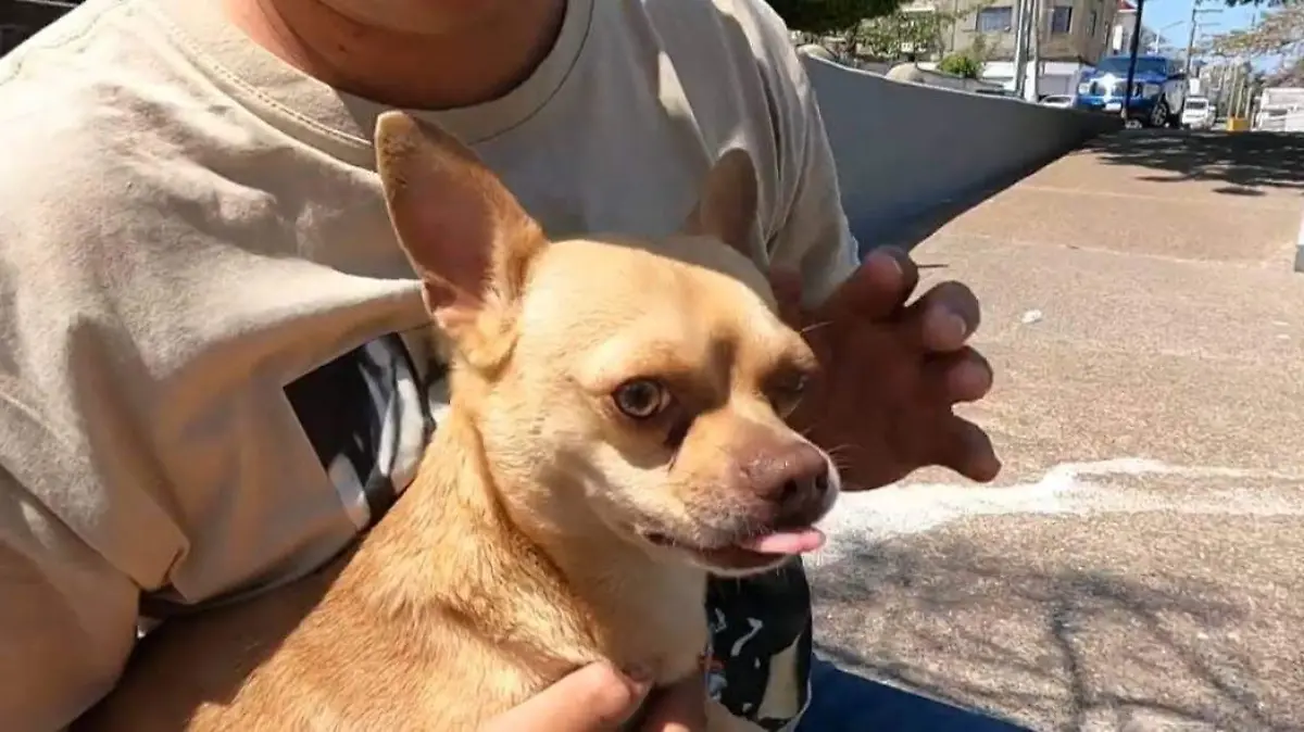 Keto, el perrito del influencer Moisés Jones, no ha aparecido desde ayer en Tampico