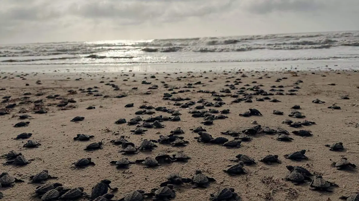 tortugas