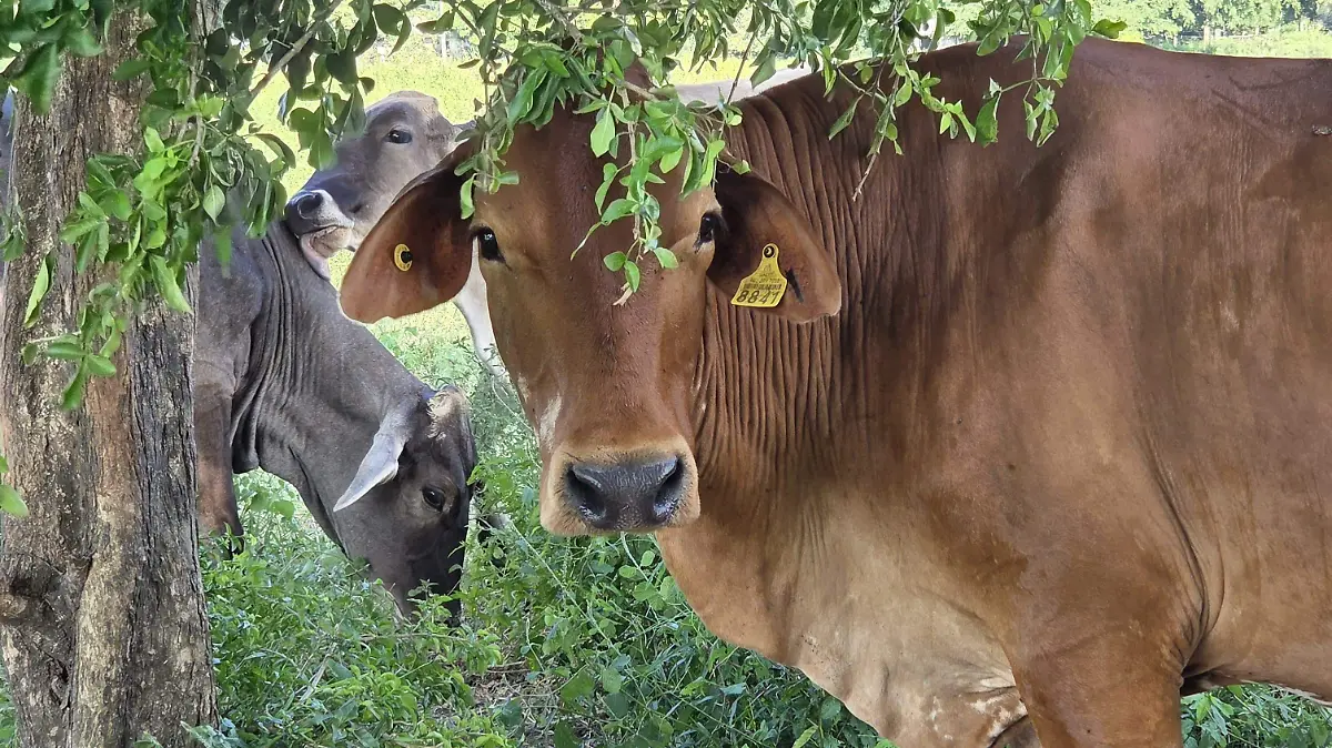 Las heridas del ombligo y de los dispositivos de identificación del Siniiga representan los principales puntos de ingreso del gusano barrenador del ganado, según productores pecuarios