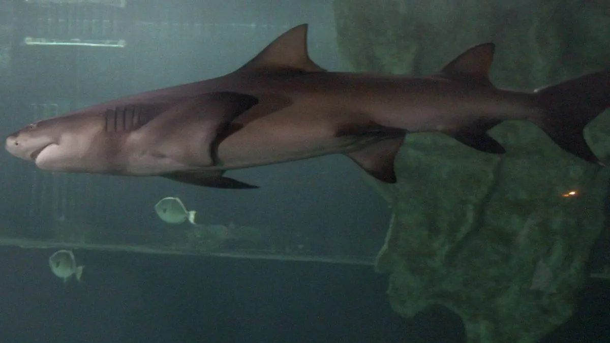 534582_Tiburones Acuario Cancún_web