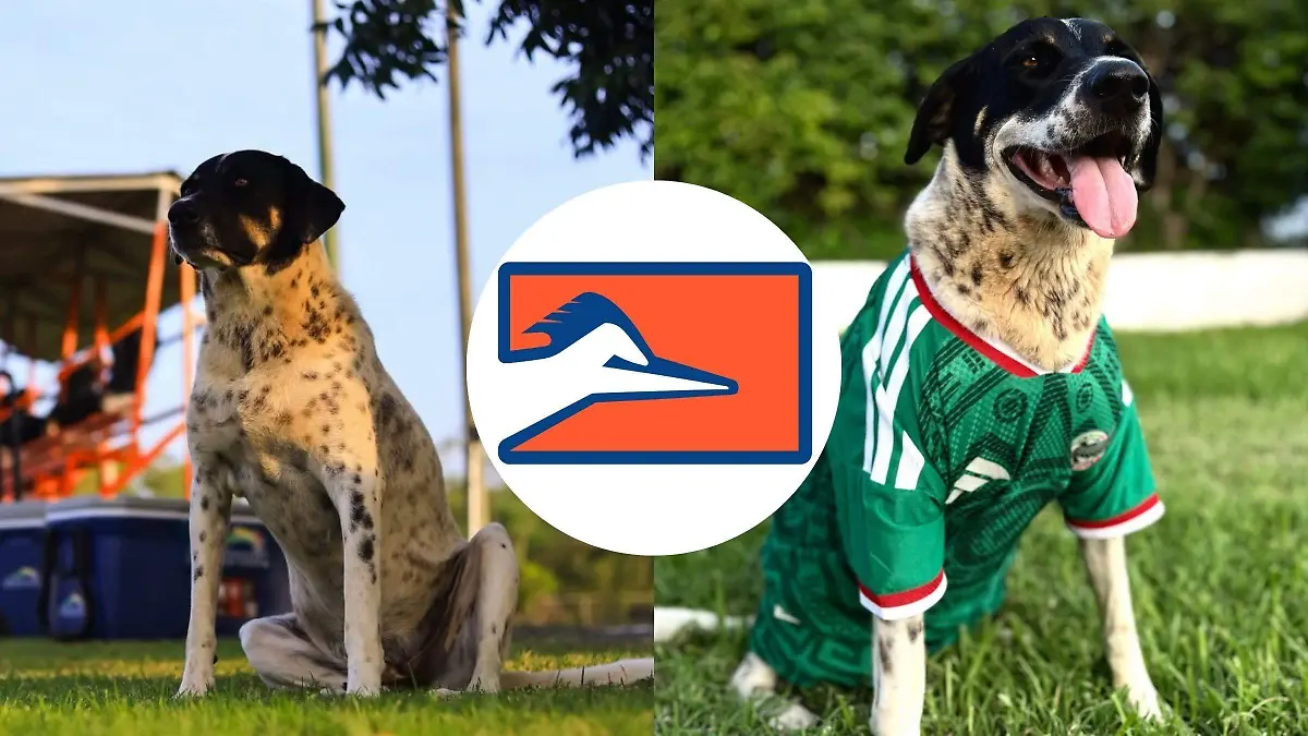 Nala, la fiel amiga de cuatro patas de Correcaminos, falleció este día en Ciudad Victoria