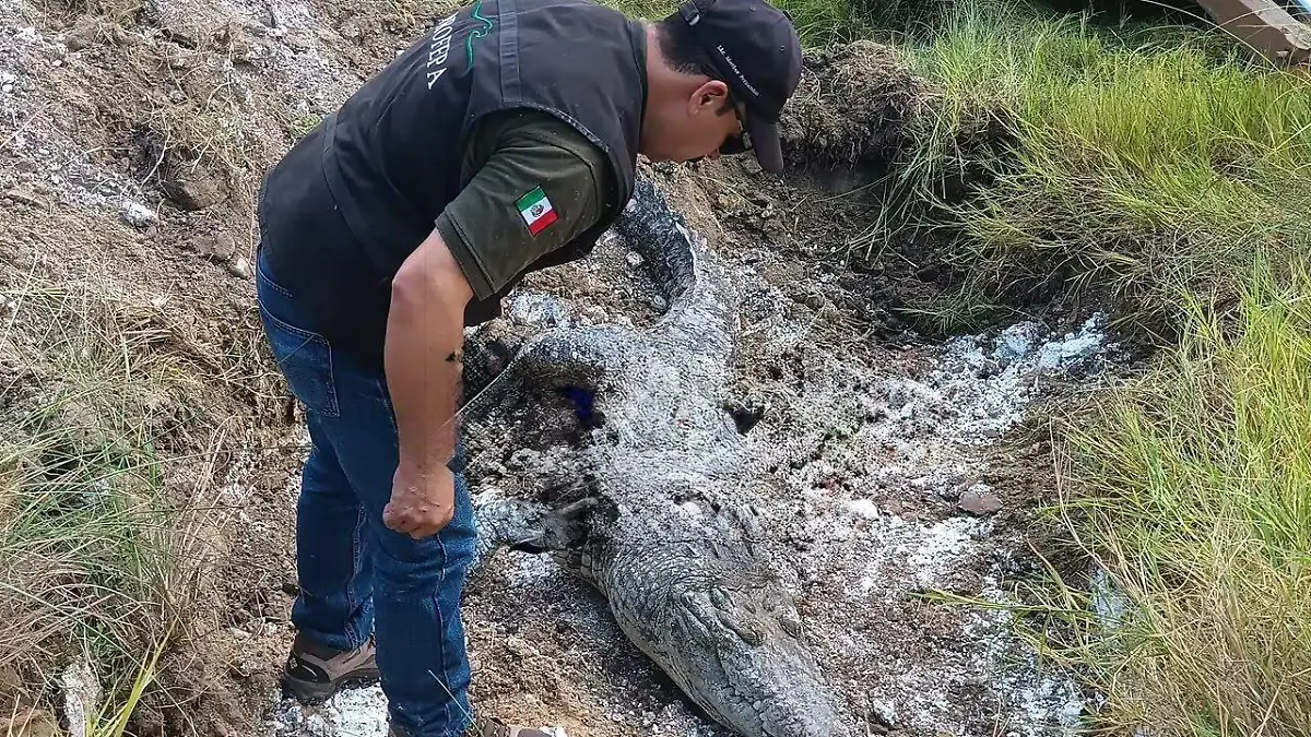 Localizan cocodrilos de casi tres metros