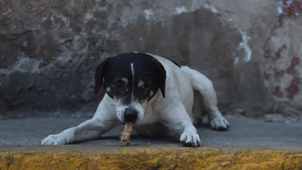 1063571_Cotidiana perrito calle_web