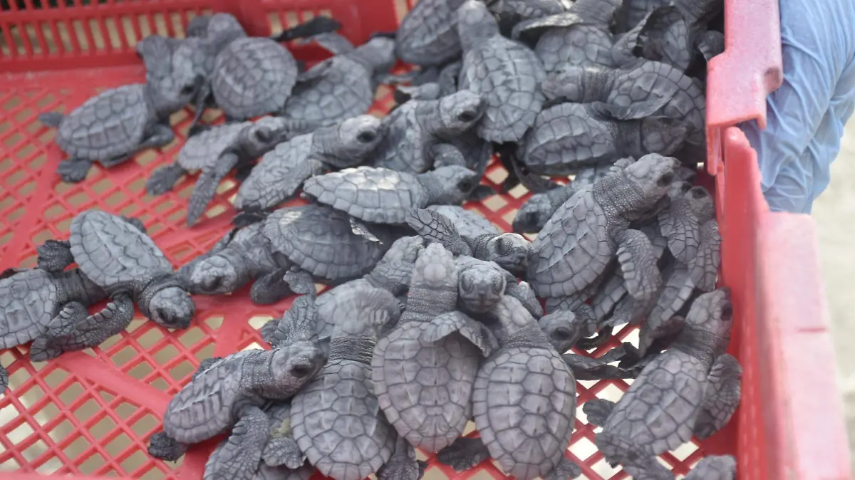 tortuga lora