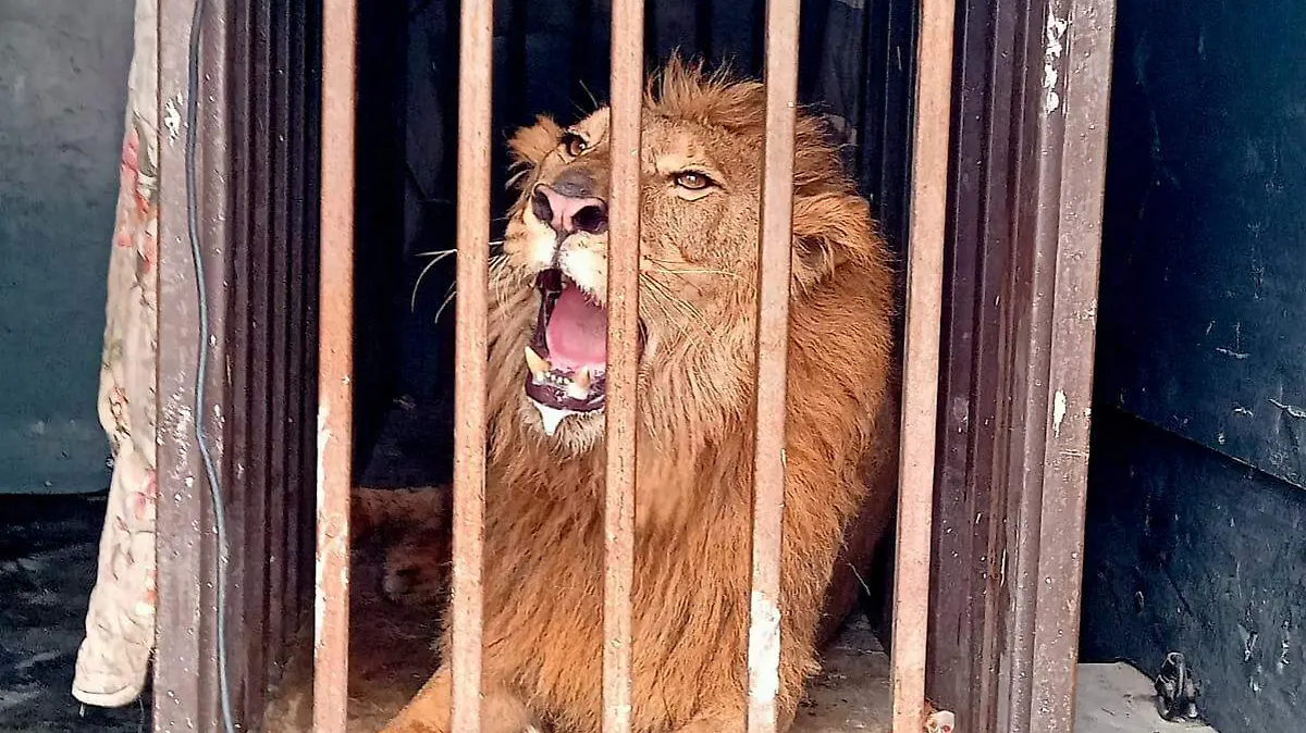 León_TAM_01