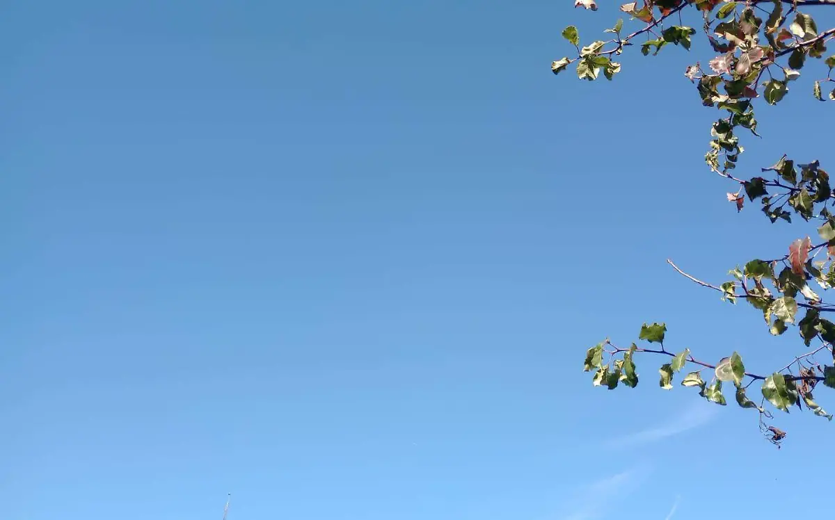 WhatsApp Image 2024-01-29 at 1.21.46 PM (1)