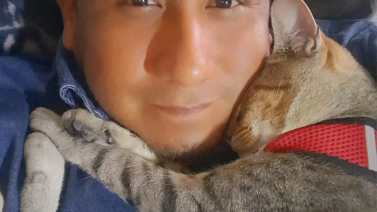 gatito-perdido-rosarito