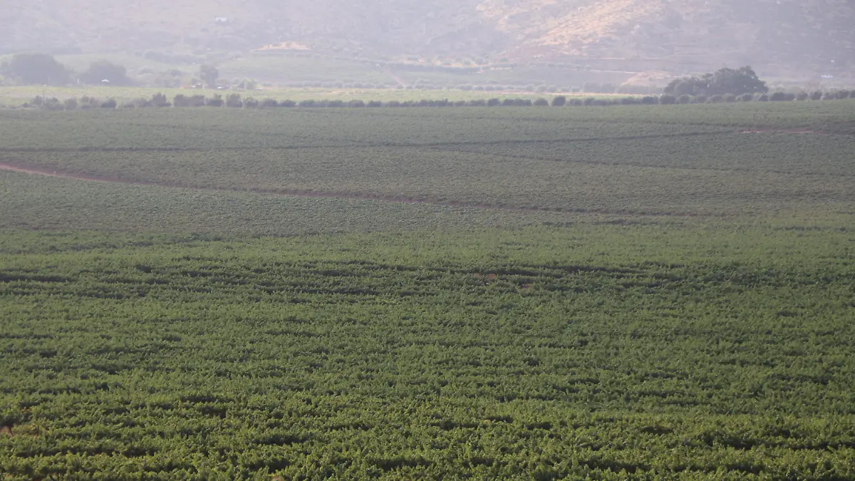 Valle-De-Guadalupe