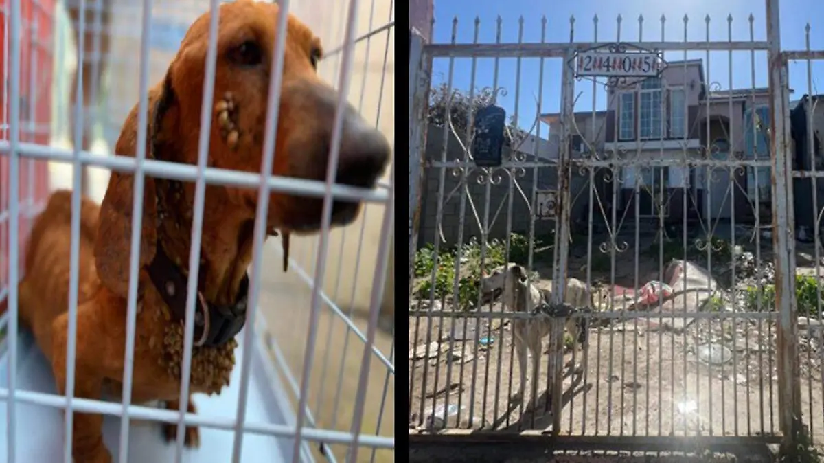 perritos-maltrato-animal
