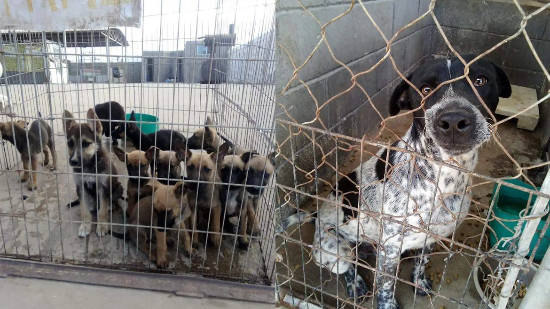 rescate-perritos-Rosarito