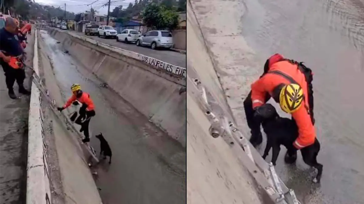 perros-rescate-bomberos