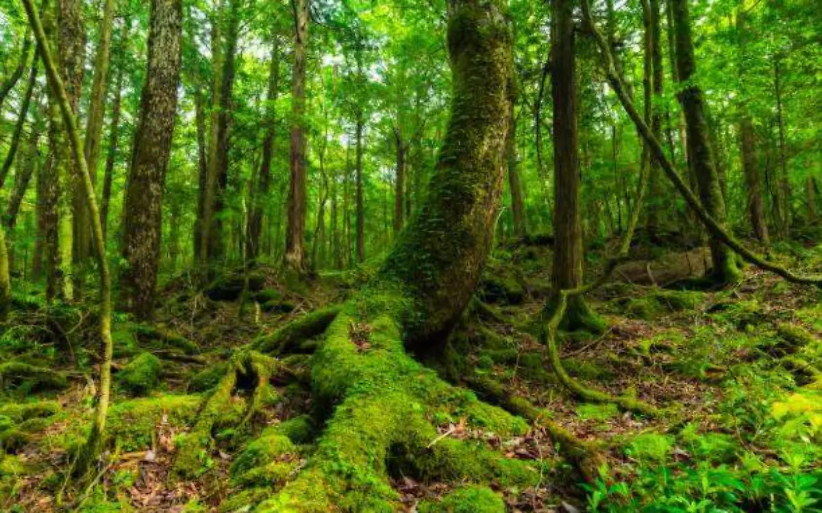 El Bosque de los Suicidios