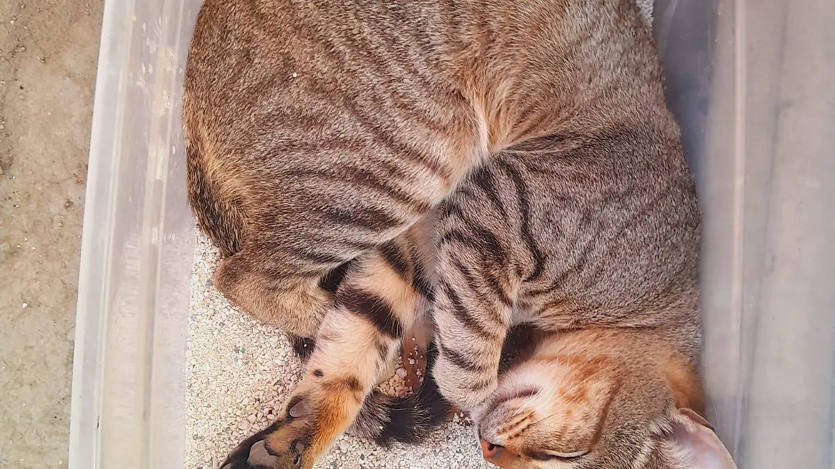 gatito-perdido-rosarito