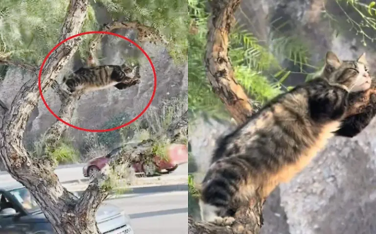 WhatsApp Image 2024-11-08 at 2.34.57 PM