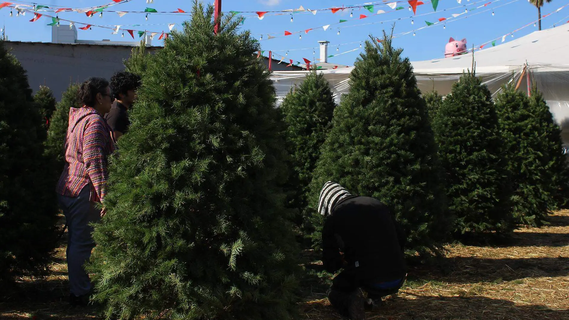 Pinos-Navidad