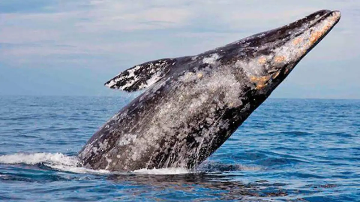 ballena-gris