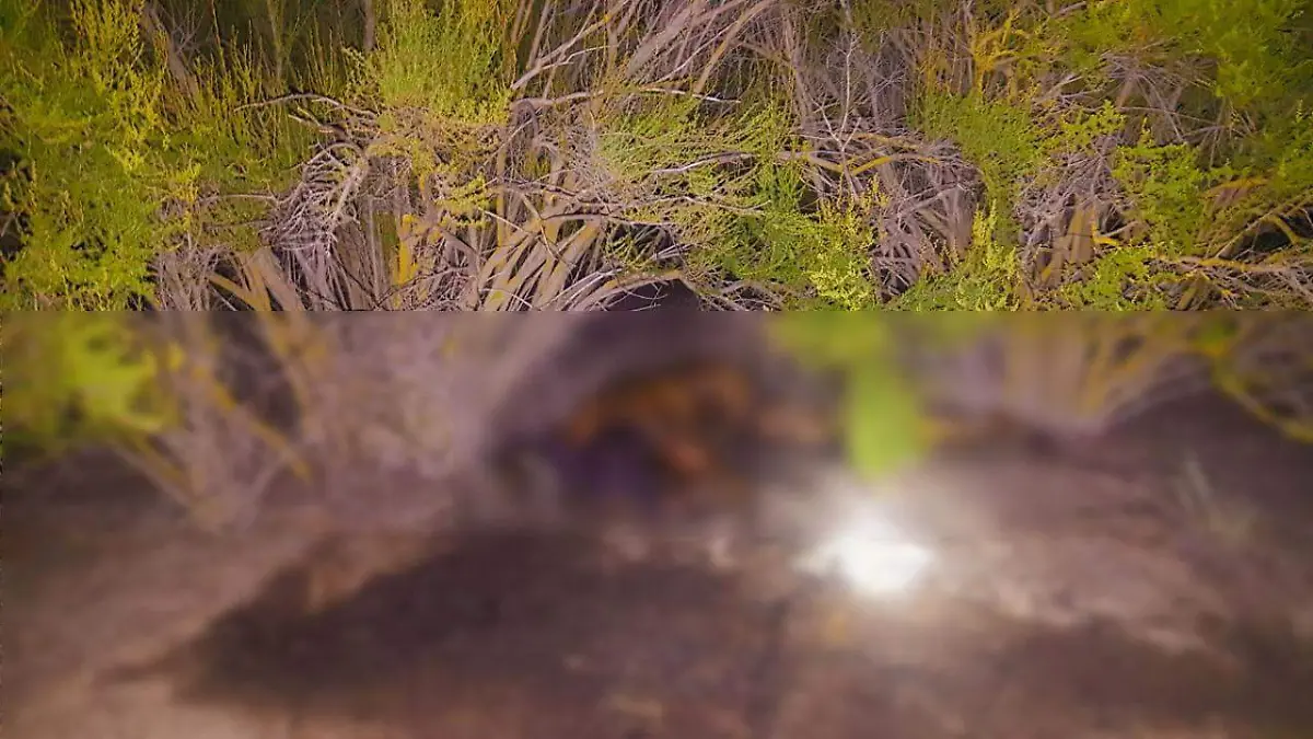 WhatsApp Image 2020-06-05 at 12.42.10 PM