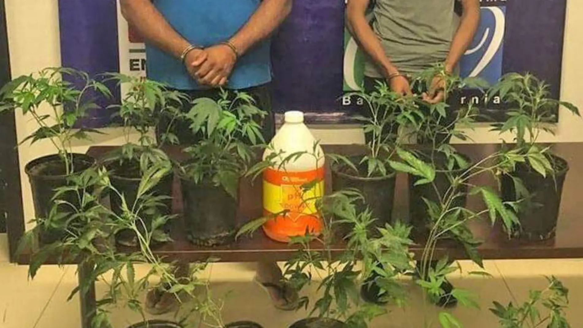 plantasmarihuana