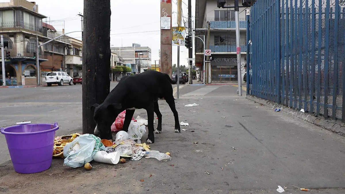 Basura-Perro