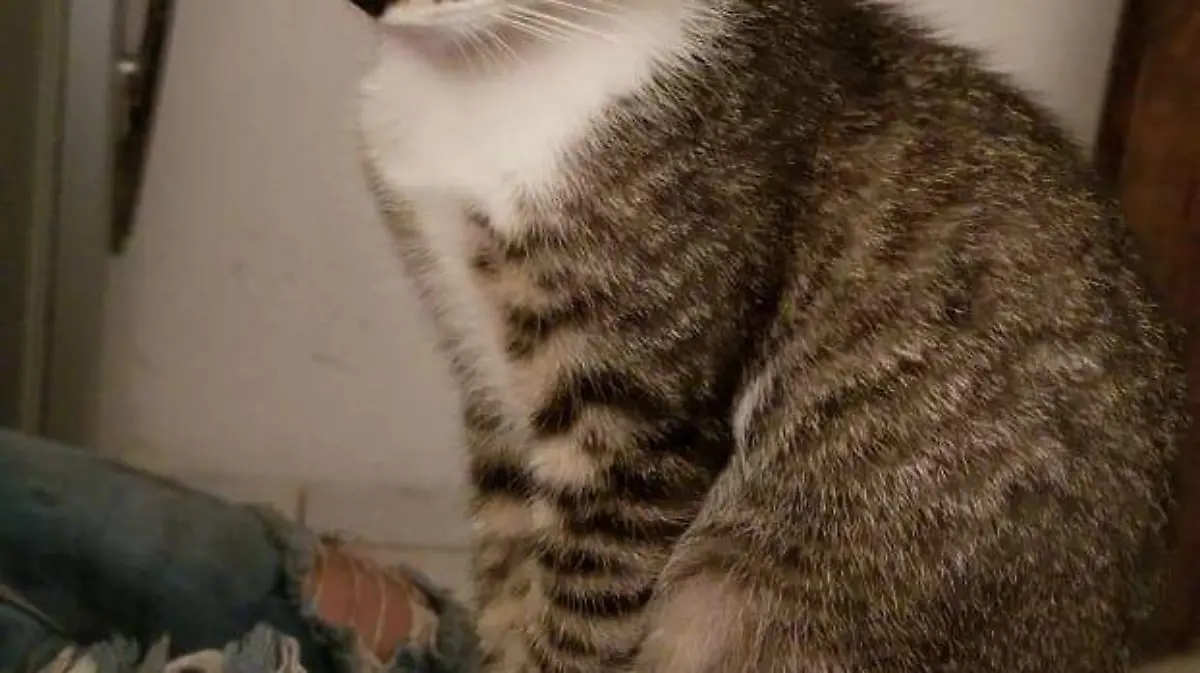 Gato